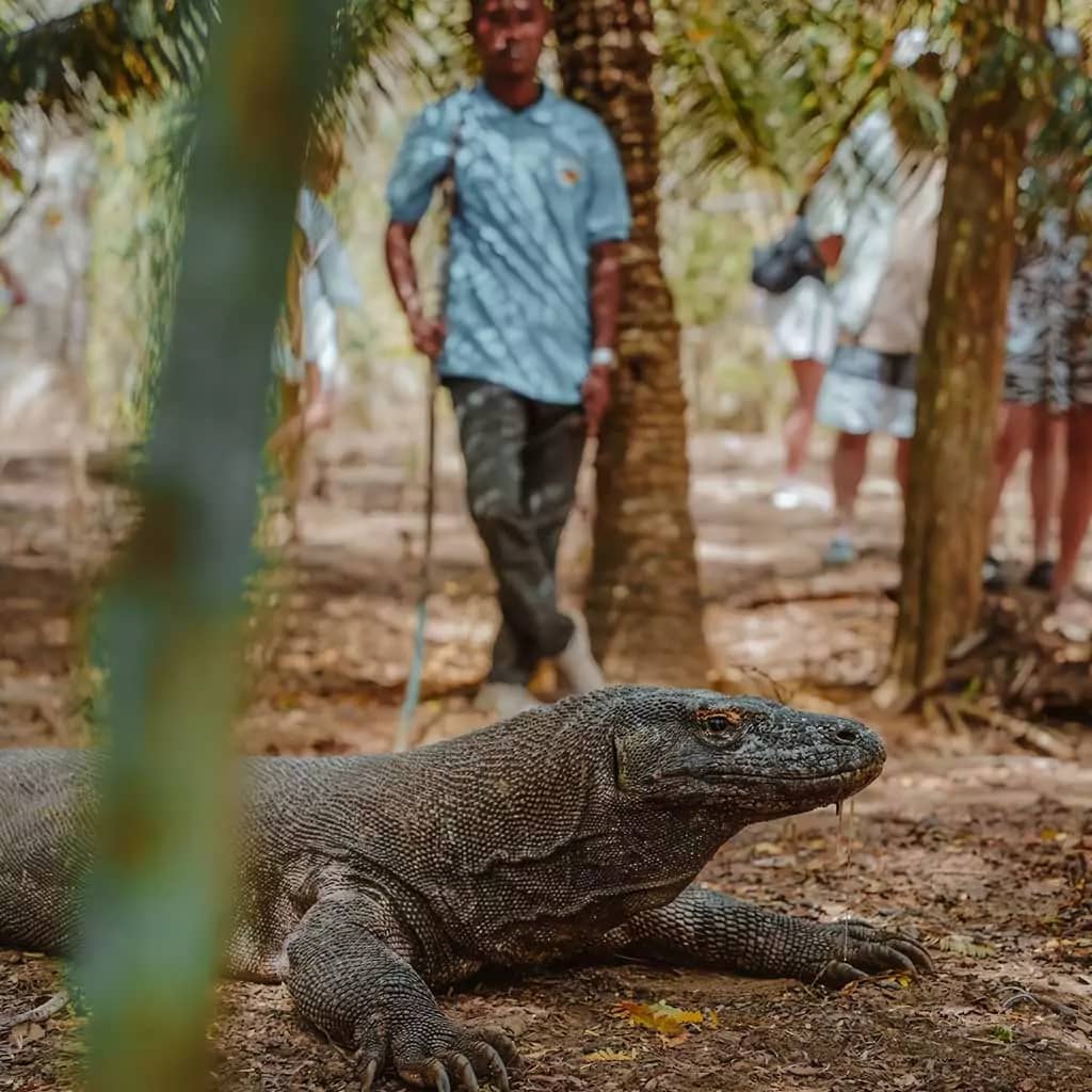 Where Are the Komodo Island? (+ How to Get There Without Becoming Dragon Food!)