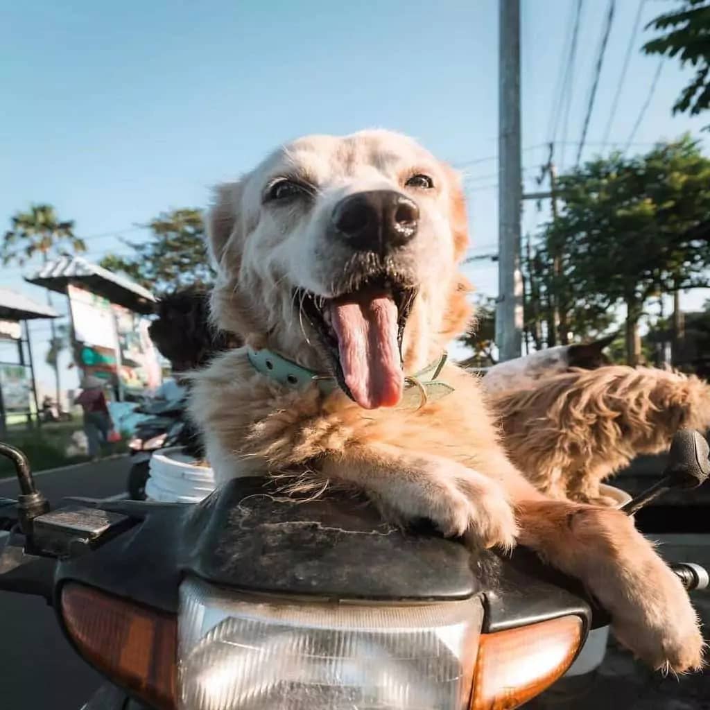 Sniff, Stay, Sunbathe: 10 Pet Friendly Hotels in Bali You’ll Both Love