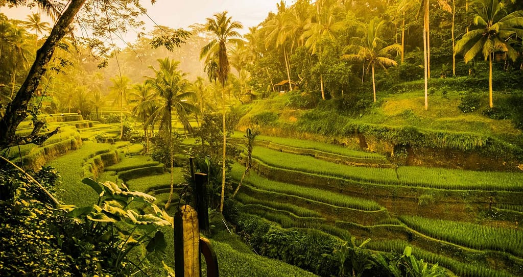 Lnadscape Rice Terraces Ubud Bali