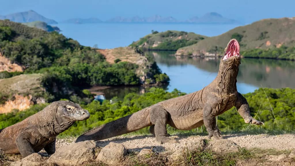 Where Do Komodo Dragons Live? 