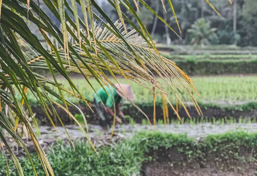 A blurred Balinese farmer working in a rice field viewed through palm leaves, symbolizing the contrast between the tourist view and the **local reality** of the island. Alt: The real Bali: when paradise is a paycheck. Is Bali overrated?