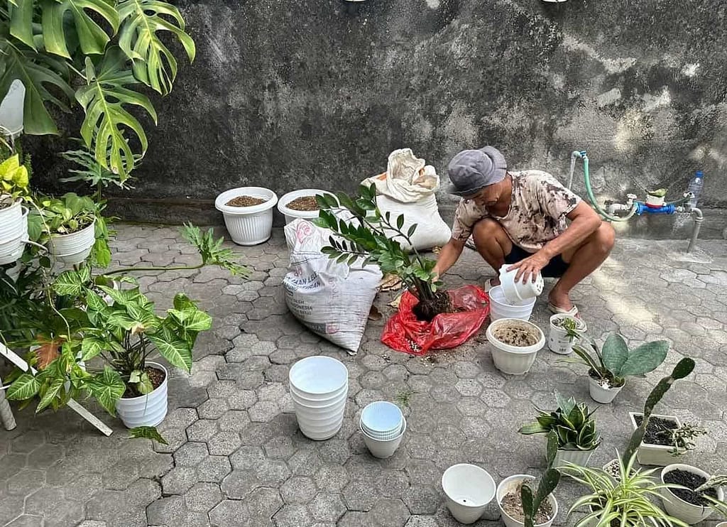 Mr. Obe is planting plants in pots at a location in Denpasar Bali