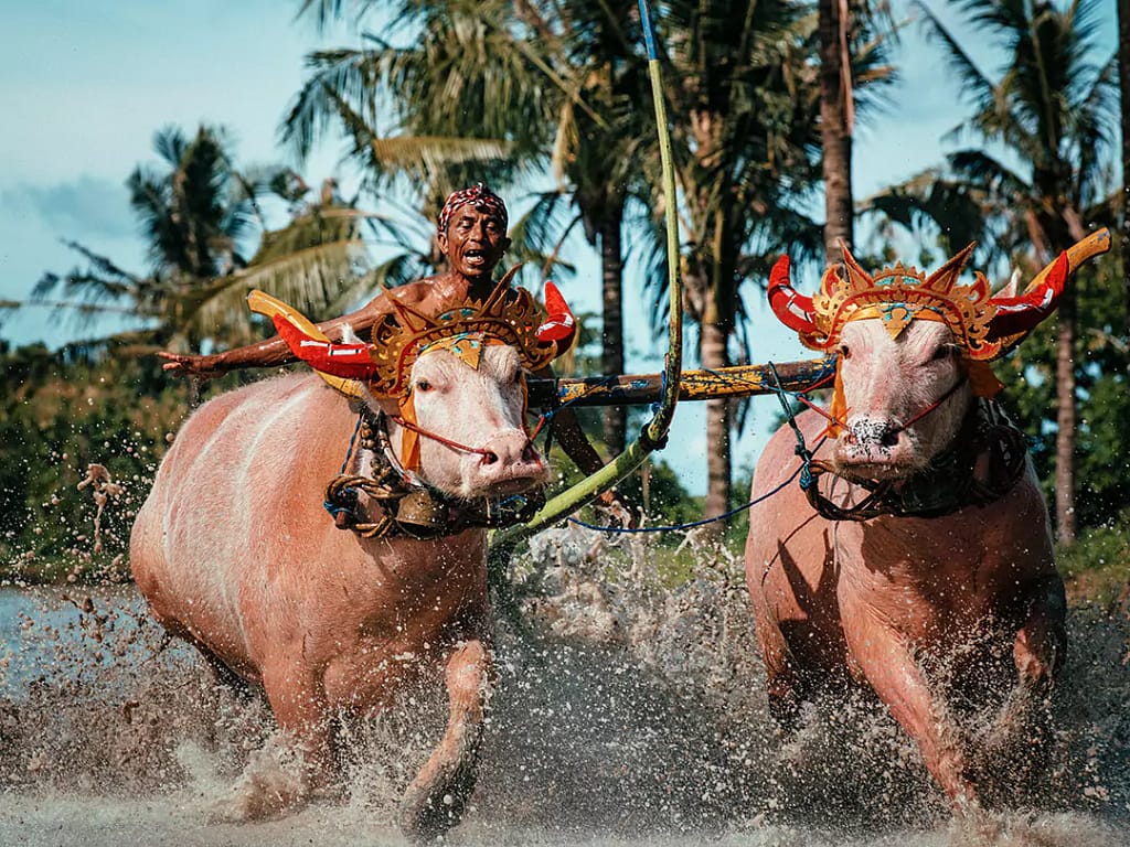 Bali Event 2025 - Mekepung Buffalo Races