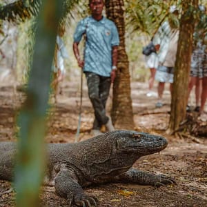 Where Are the Komodo Island? (+ How to Get There Without Becoming Dragon Food!)
