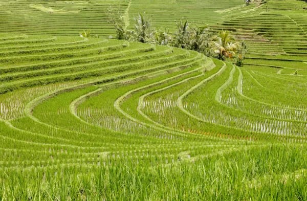 Antosari Rice Terrace