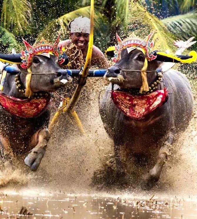 Event Bali : Makepung Lampit