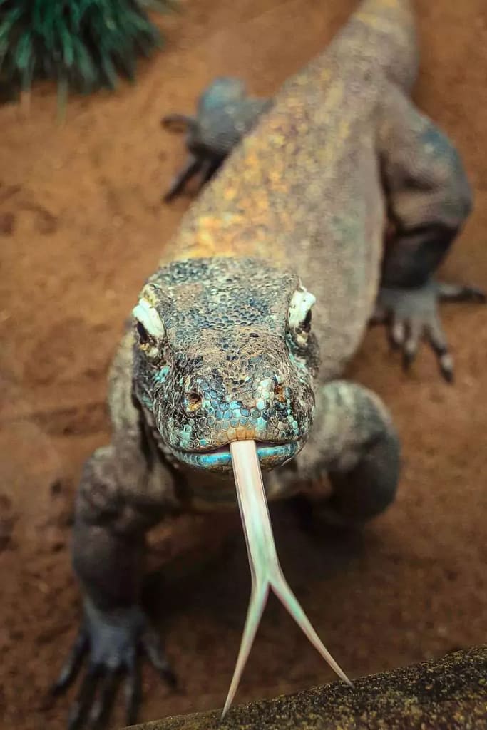 Where Do Komodo Dragons Live