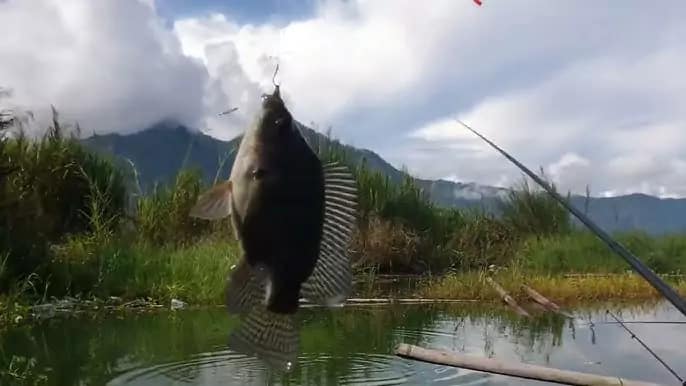 photo of fish caught while fishing in lake batur in bali 