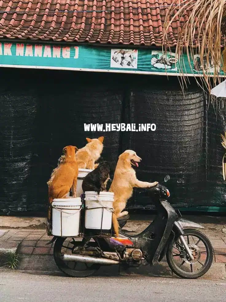 Four dogs posing on parked scooter in Bali - humorous take on local transport culture with canine passengers