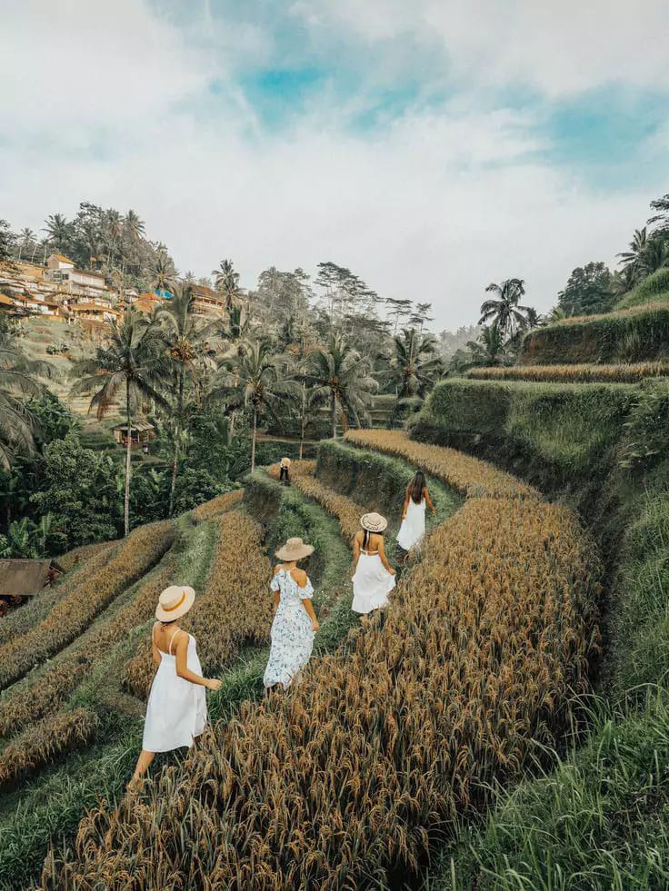 Best Rice Terraces in Bali
