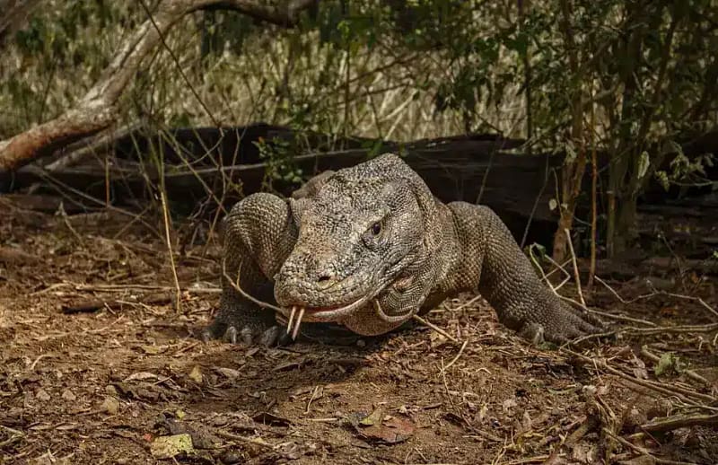 Komodo Island