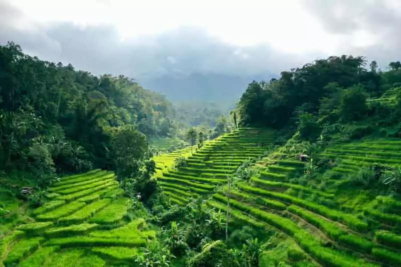Pupuan Rice Terrace – Bali’s Lush Green Paradise