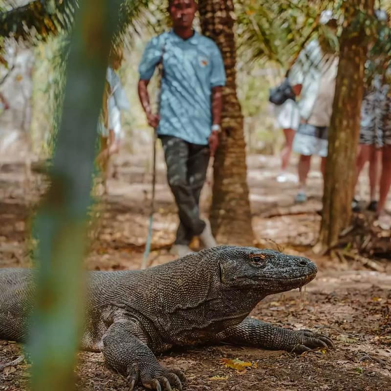 Where Are the Komodo Island? (+ How to Get There Without Becoming Dragon Food!)