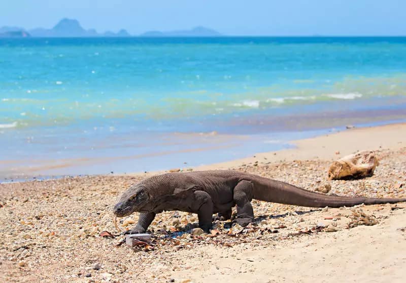Full Day Komodo Tour With Speedboat
