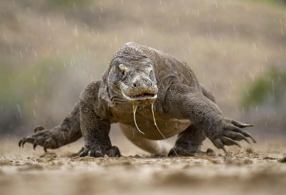 Komodo Dragon Komodo Island