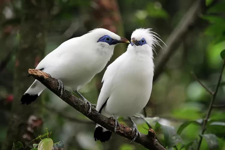 A photo of a pair of rare Bali Starling (Jalak Bali) in the Kintamani forest. White-colored starlings