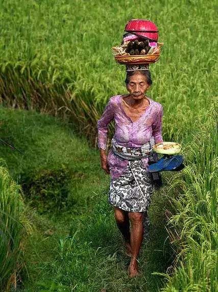 A grandmother in Bali wearing traditional Balinese clothes is walking on the edge of a Balinese terraced rice field.